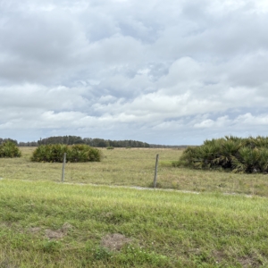 Saw Palmetto in habitat