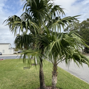Orlando Thatch Palm