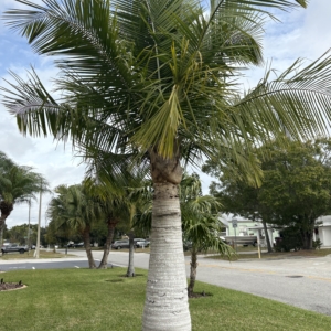 Orlando Majesty Palm