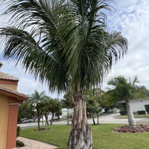 Orlando Mule Palm