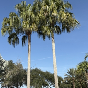 Gaylord Livistona decora