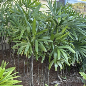 Gaylord Rhapis excelsea