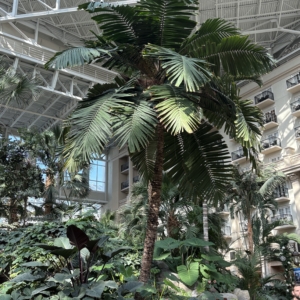 Gaylord Aiphanes minima