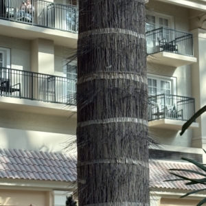 Gaylord Verschaffeltia splendida trunk