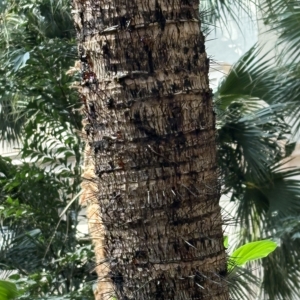 Gaylord Aiphanes minima trunk