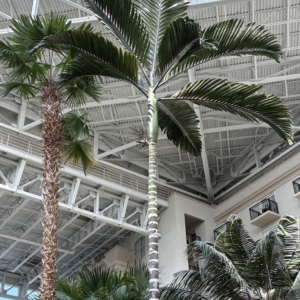 Gaylord Chambeyronia macrocarpa