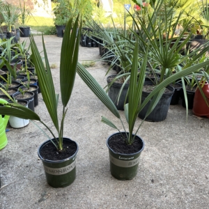Sabal Louisiana 2 gallon