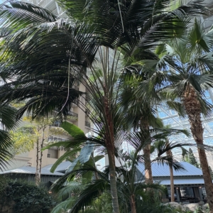 Gaylord Kentia Palm