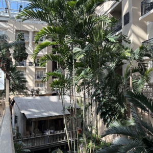 Gaylord Ptychosperma MacArthurii