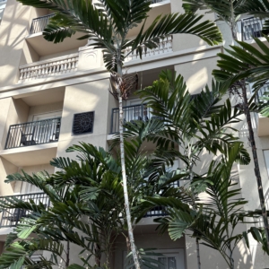 Gaylord MacArthur Palm