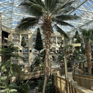 Gaylord Cocos nucifera