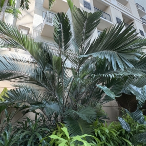 Gaylord Arenga engleri