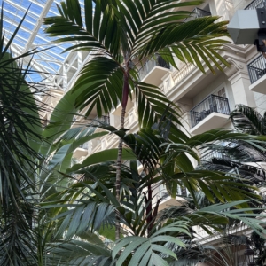 Gaylord Areca vestiaria maroon