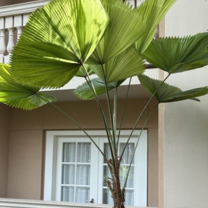 Gaylord Licuala grandis