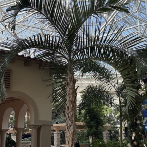Gaylord Triangle Palm