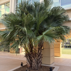 Gaylord Livistona chinensis quad