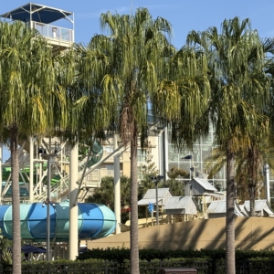 Gaylord Livistona Decora