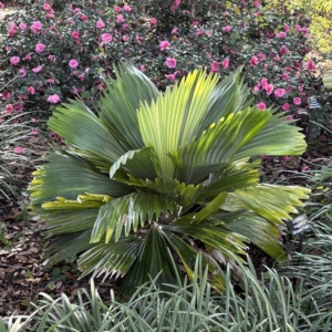Leu Gardens Sabinara magnifica
