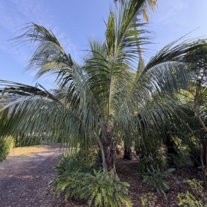 Leu Gardens Beccariophoenix alfredii