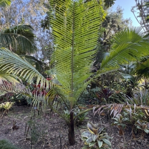 Leu Gardens Teddy Bear Palm