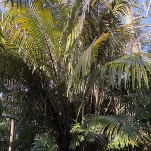 Leu Gardens Arenga engleri