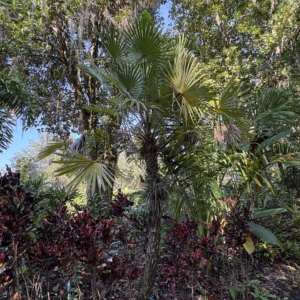 Leu Gardens Copernicia alba