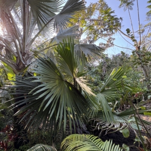 Leu Gardens Tahina spectabilis