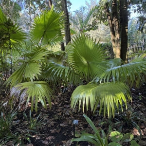 Leu Gardens Saribus rotundifolius