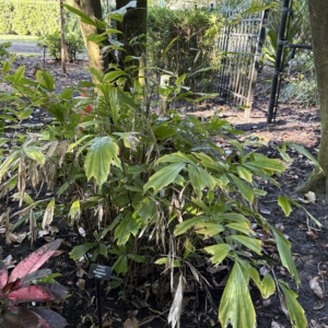 Leu Gardens Arenga caudata