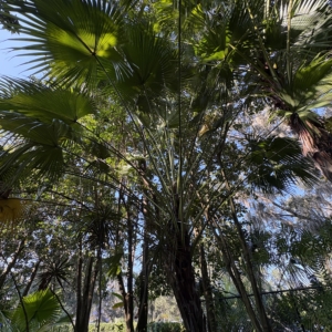 Leu Gardens Livistona chinensis