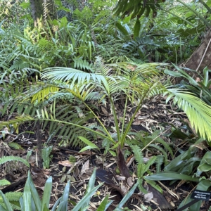 Leu Gardens Archontophoenix myolensis