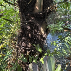 Leu Gardens Arenga pinnata trunk