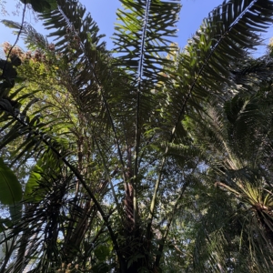 Leu Gardens Arenga pinnata