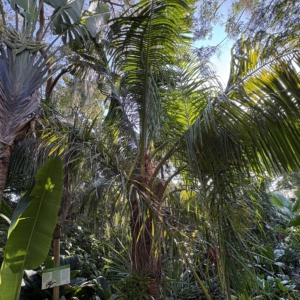 Leu Gardens Beccariophoenix fenestralis