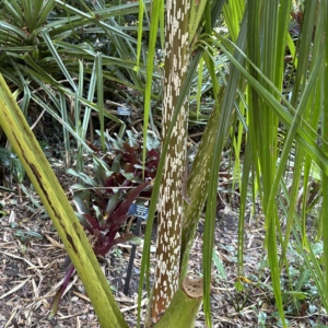 Leu Gardens Mealy Bug Palm 2