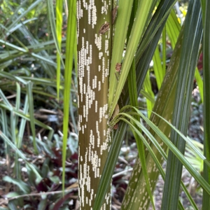 Leu Gardens Mealy Bug Palm 3