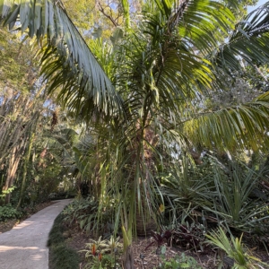 Leu Gardens Mealy Bug Palm