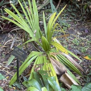 Leu Gardens Satranala decussilvae