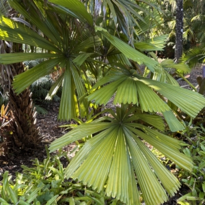 Leu Gardens Licuala peltata