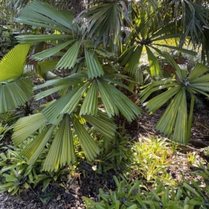 Leu Gardens Licuala peltata