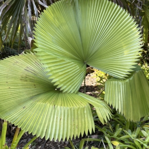 Leu Gardens Licuala peltata var. sumawongii