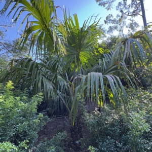 Leu Gardens Livistona saribus