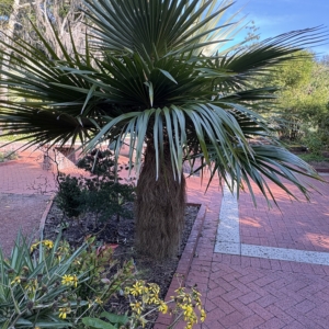 Leu Gardens old Man Palm