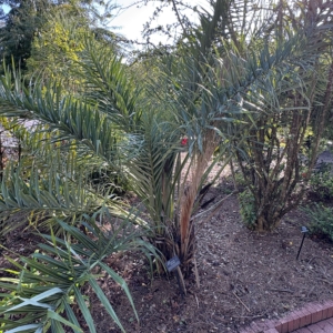 Leu Gardens Allagoptera arenaria