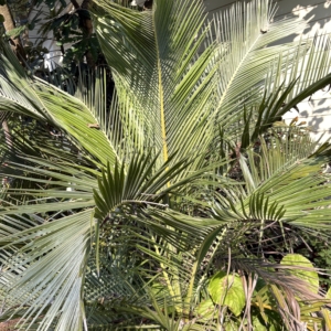 Leu Gardens Jubaeopsis afra
