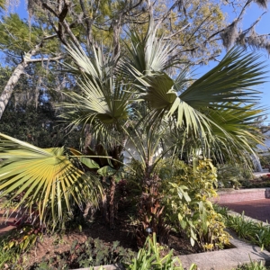 Leu Gardens Livistona rigida