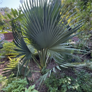 Leu Gardens Copernicia fallaensis