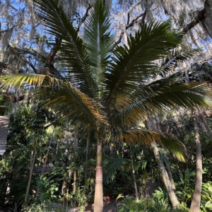 Leu Gardens Satakentia liukiuensis