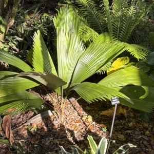 Leu Gardens Sabinara magnifica