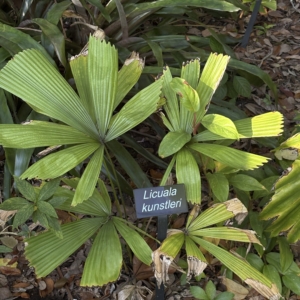 Leu Gardens Licuala kunstleri